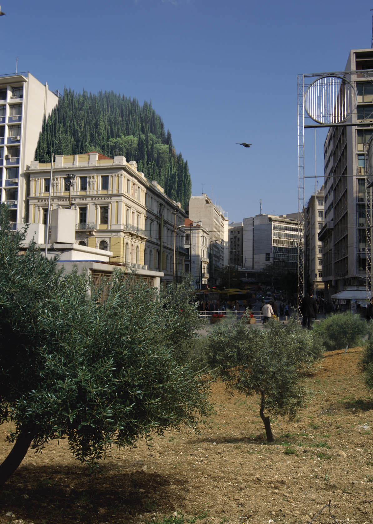 Omonoia Trees 